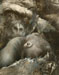 Gorilles maternité